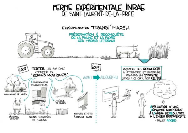 Evolution de la logique de l’expérimentation Transi’marsh menée au sein de la ferme expérimentale